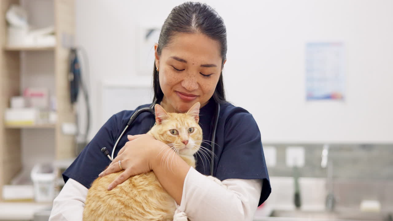 cara, veterinario y mujer feliz con gato mascota
