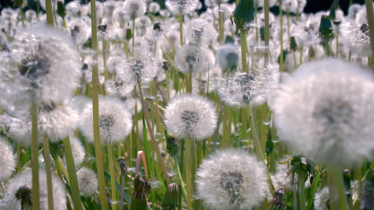 Fluffy Seeds dandelions Flying Over the Clearing. Shot on super slow motion camera 1000 fps