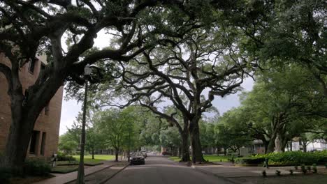 old southern live oak trees along s