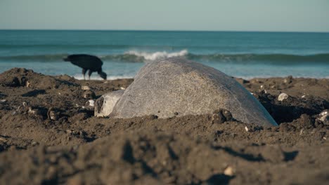 tortuga poniendo huevos en la playa en costa rica con aves rapaces en el fondo