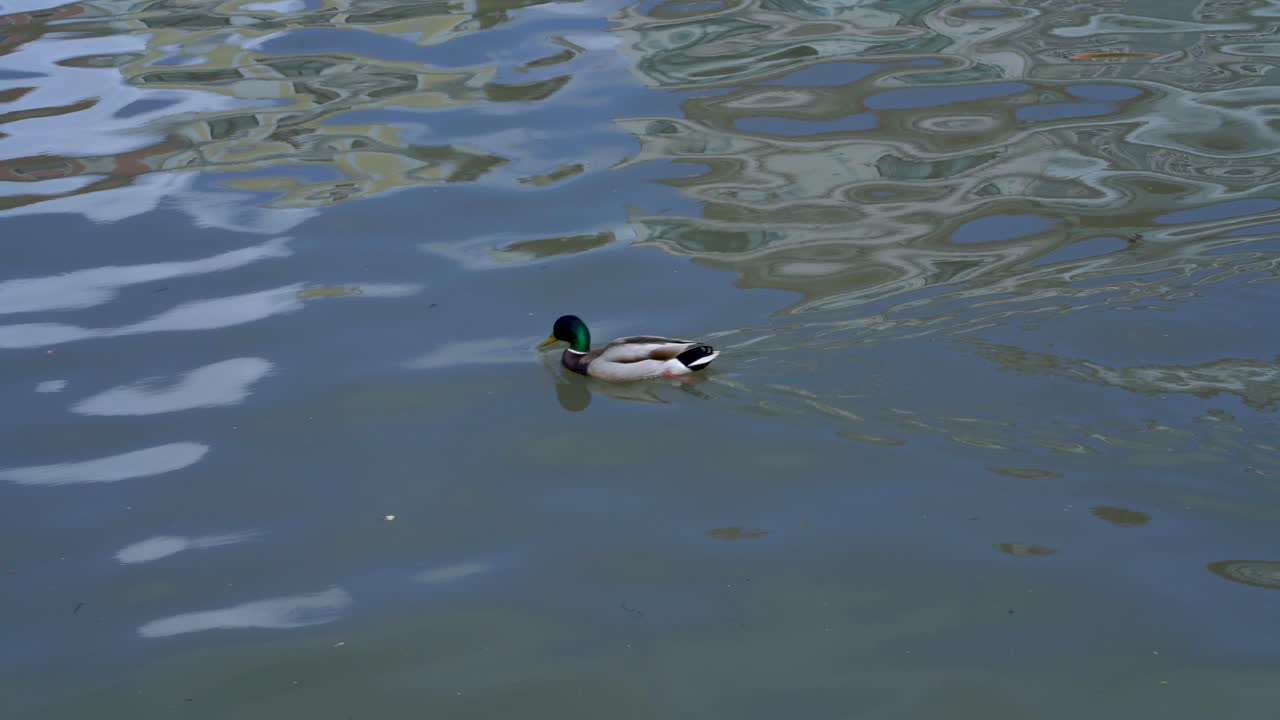 강에서 수영하는 작은 오리 한 마리