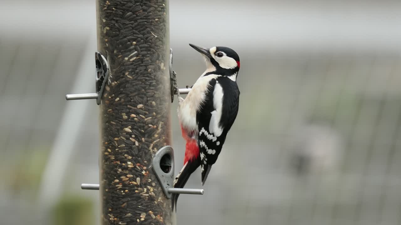 Buntspecht an einem Vogelfutterhaus, 4K 60fps, Großbritannien.