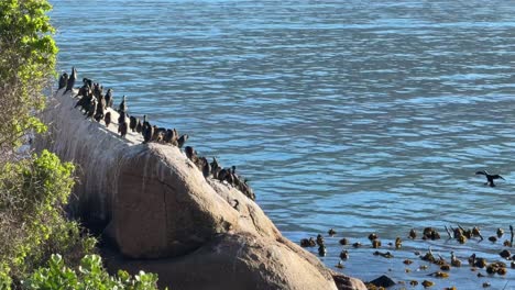 a group of seabirds drying in the sun along the coast