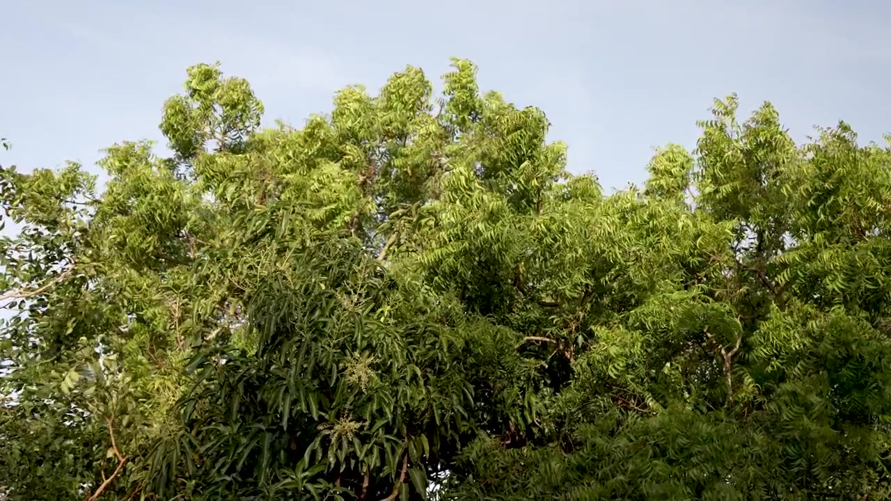 Rami di alberi verdeggianti e rigogliosi ondeggiano dolcemente al vento contro un cielo azzurro limpido, creando una scena pacifica e naturale