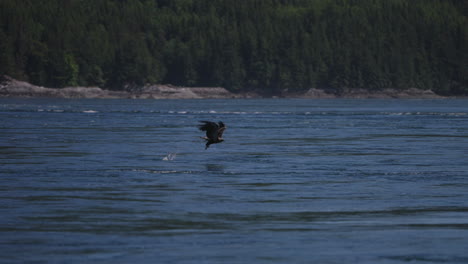 Ein-Adler-Fliegt-In-British-Columbia,-Kanada,-über-Den-Ozean-Und-Sucht-Nach-Fischen