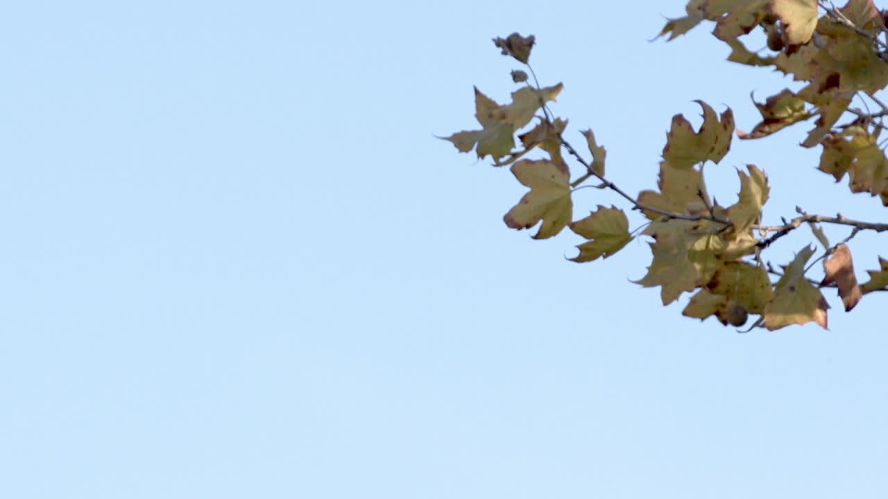 Beautiful Scenery of Maple Tree Waving and Dancing by the strong wind With Clear Blue Sky - Close Up Shot