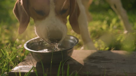 close up of dog drinking water from metal bowl placed on wood in grassy field under warm sunlight, with water splashing on wood surface, green background creates peaceful outdoor scene