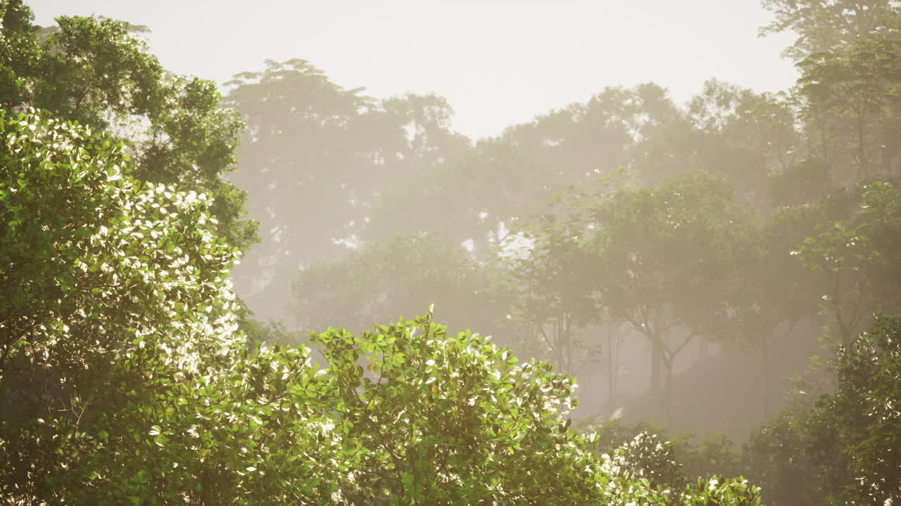 평화로운 숲의 장면