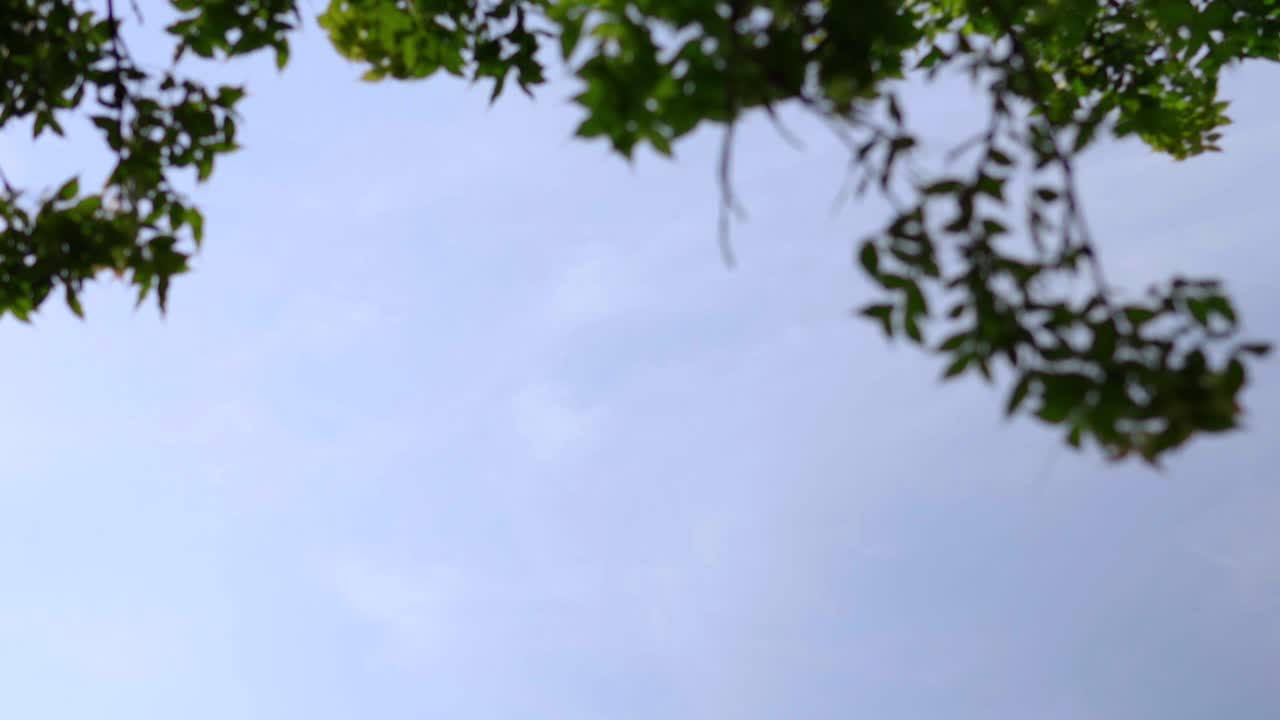 vista entre las hojas de la torre de observatorio del gran palacio en palenque chiapas mexico arqueología cultura maya tiro de inclinación