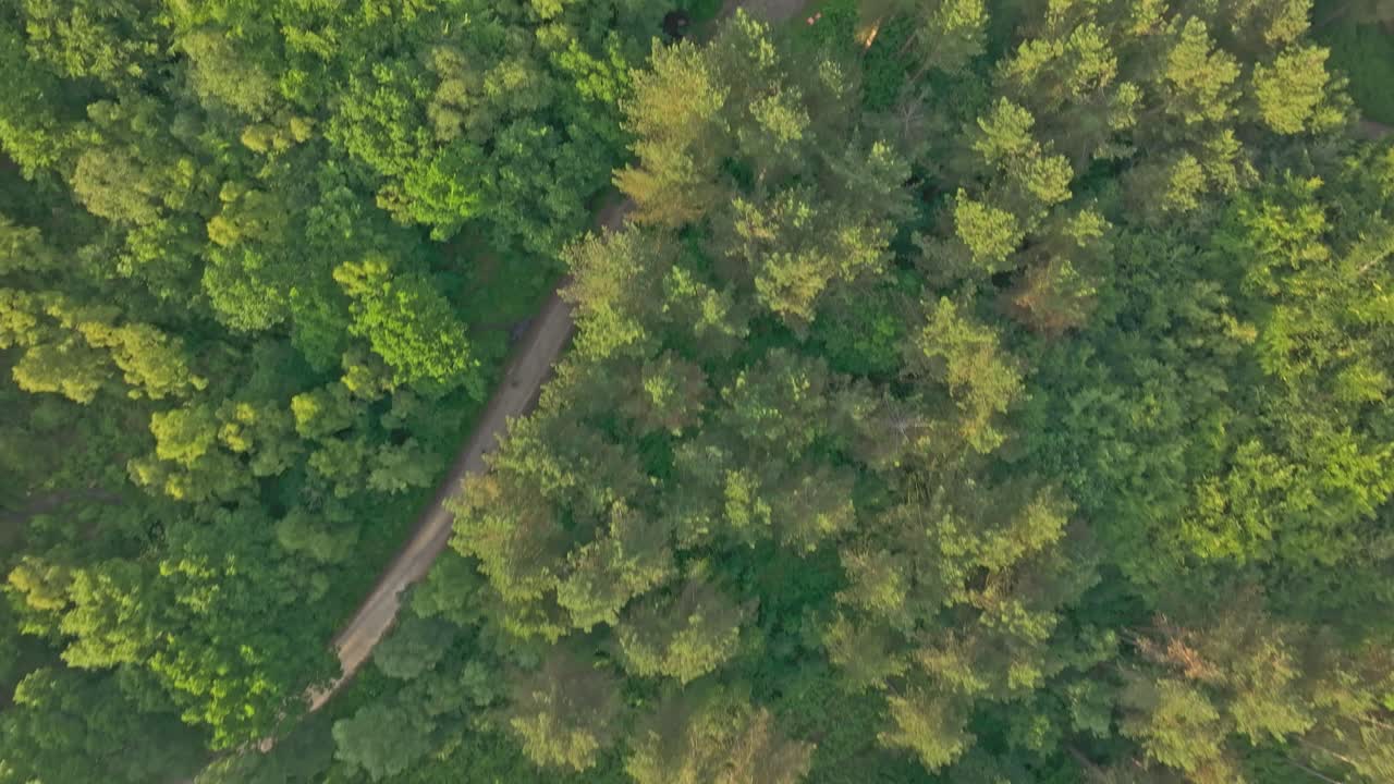 A serene forest with dense green foliage and a dirt path forming a crossroads. The lush canopy and intersecting trails create a picturesque scene, perfect for outdoor adventures and nature exploration