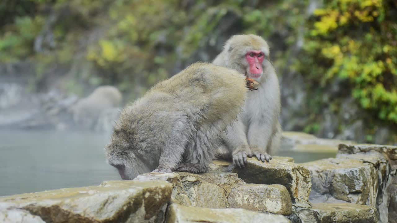 Japanese snow monkey - macaque drinking the hot spring - onsen water during a frozen rainy day o a rocky platform in Jigokudani Park in Nagano, Japan.