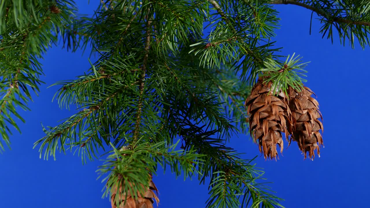 el viento mueve ramas de pino de primer plano pantalla azul para la composición