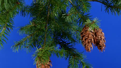 el viento mueve ramas de pino de primer plano pantalla azul para la composición