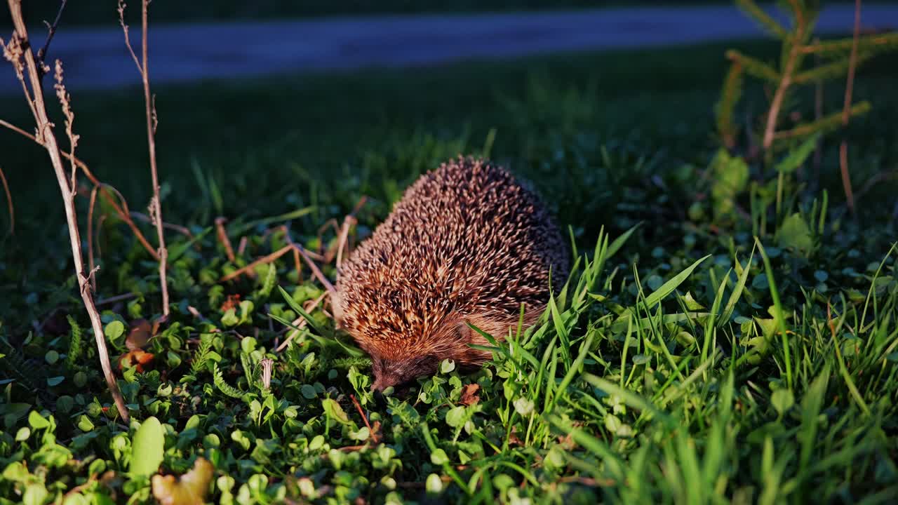 Detailed view, hedgehog exploring lush green grass by forest edge at dusk Latvia