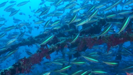 Many-blue-fusilier-swimming-over-sunken-shipwreck-in-deep-blue-sea