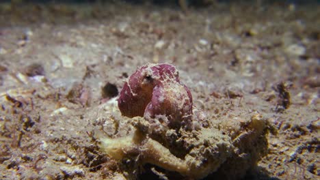 Mortal-Venenoso-Tóxico-Púrpura-Azul-Anillado-Pulpo-Destellos-Cromatóforo-Colores