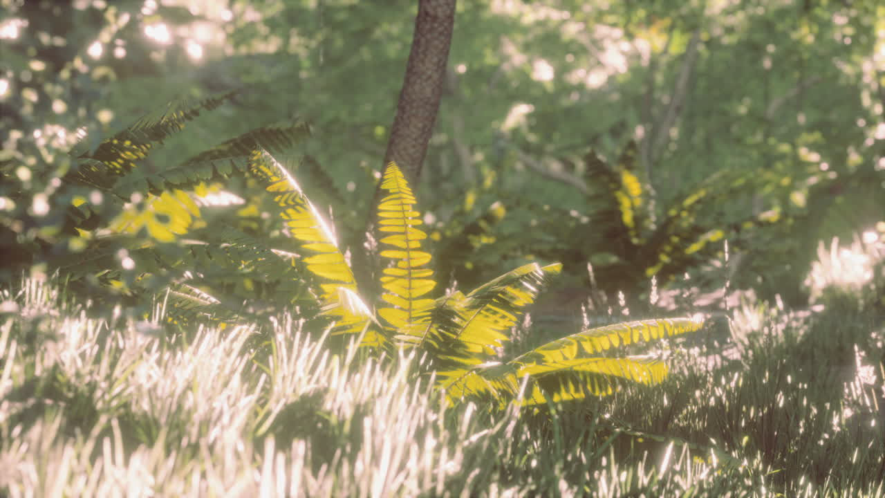 중앙아메리카의 열대우림