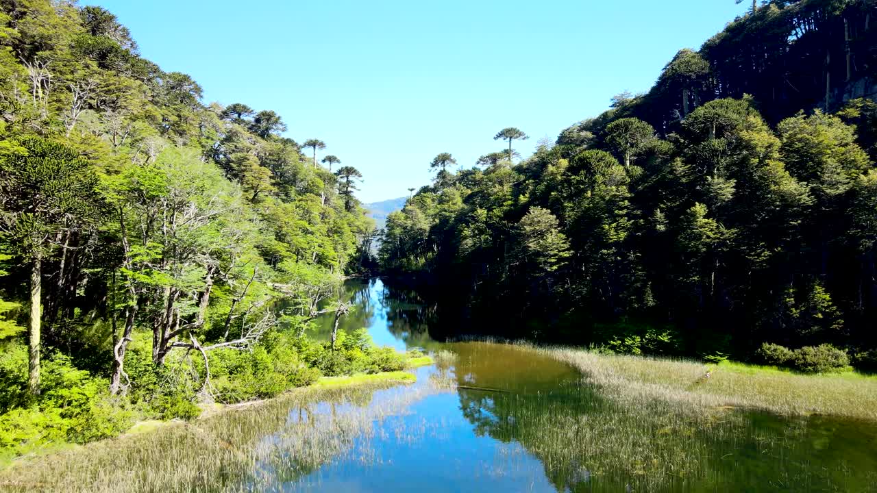 autochthonous araucaria와 coihue 나무, huerquehue 국립 공원, 칠레 사이의 반사 호수의 공중 돌리