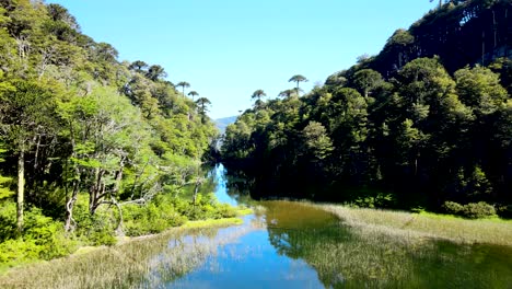 Dolly-Aéreo-En-El-Lago-Reflectante-Entre-Araucarias-Autóctonas-Y-árboles-Coihue,-Parque-Nacional-Huerquehue,-Chile