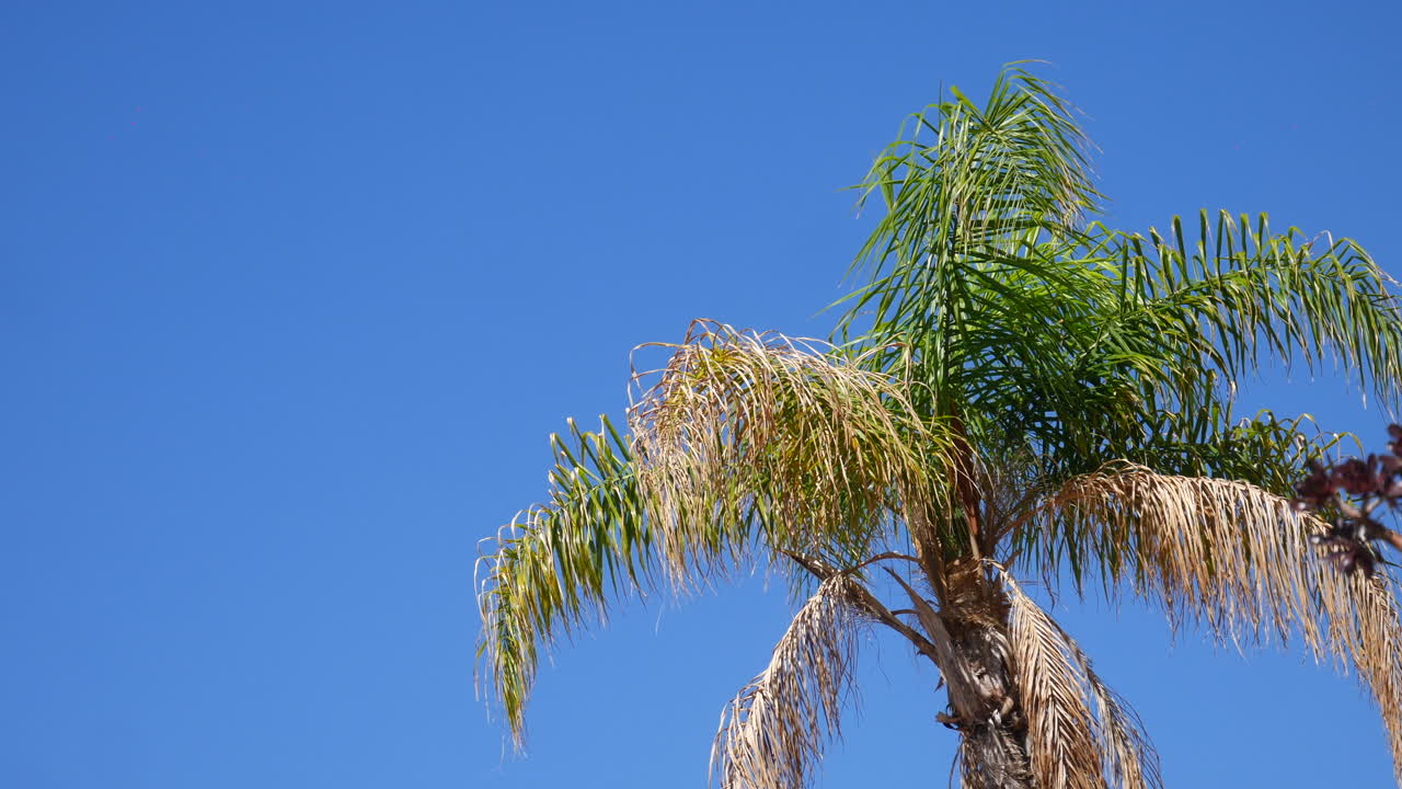 una palmera con hojas soplando suavemente en el viento con un cielo azul