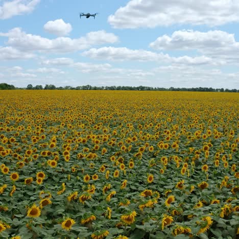 sunflower field on a sunny day. beautiful blue sky with white clouds over the blossoming field. drone flying low over the farmland