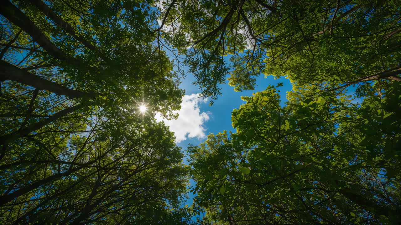 Rami ondeggianti della chioma decidua che si muovono sopra lo spazio nel bosco, la brezza rivela il bagliore del sole e le nuvole