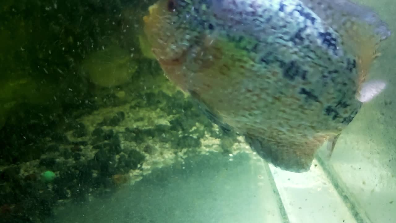 Curious Flowerhorn cichlid or King Kamfa swimming towards the algae covered glass of a neglected aquarium
