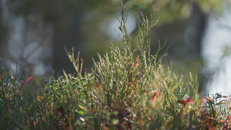 experience the enchanting beauty of autumn as the undergrowth of the forest is softly backlit by the golden glow of the low morning sun in a parallax video