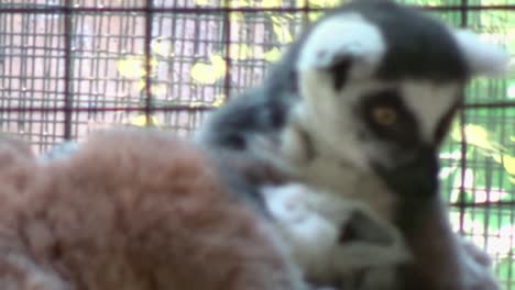 Two-ring-tailed-lemurs-sitting-on-a-branch