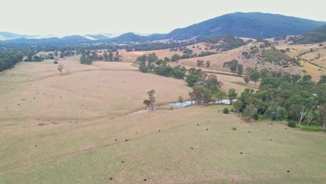 looking over cow paddocks to the hills near eildon, victoria, australia