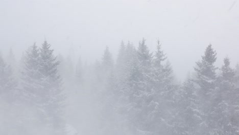 panoramic shot of a snow storm in a spruce forest.
