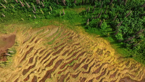 alaska stunning natural patterns. vibrant topography in alaska features colorful textures of land and lush green forest, ideal for travel adventures