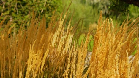 wheat like ornamental grass flowers dried and yellow gold orange, wide shot blowing in the windy breeze at end of summer