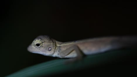 The-Oriental-Garden-Lizard-is-also-called-the-Eastern-Garden-Lizard,-Bloodsucker-and-Changeable-Lizard