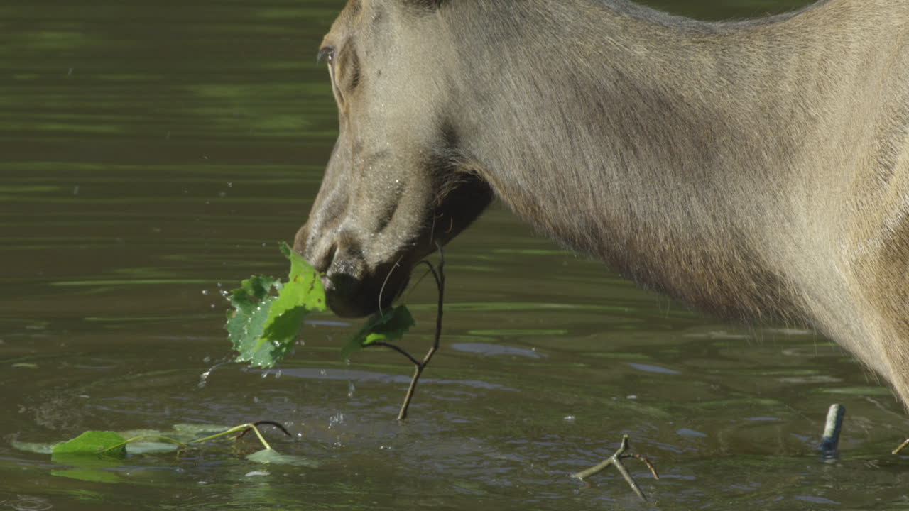 vida silvestre canadiense: majestuosos ciervos caminando a lo largo de las orillas de un río