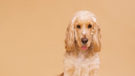 cute brown english cocker spaniel dog on beige background with copy space