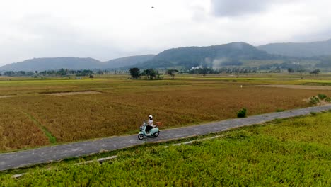 aerial orbiting around woman without helmet driving vespa on rural road between rice fields, yogyakarta in indonesia