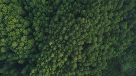 overhead-drone-shot-of-forest-on-Menoreh-Hill,-Magelang,-Indonesia