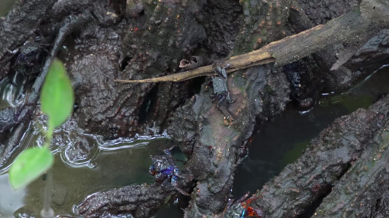 Crabs on Mangrove Roots in a Muddy Habitat