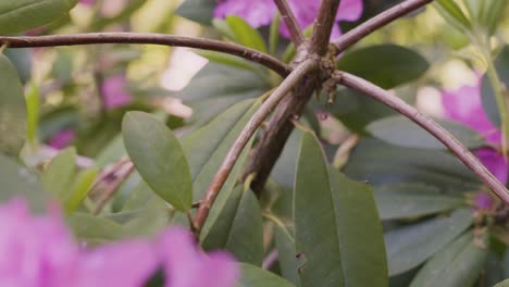 slow motion pull away from rhododendron bush