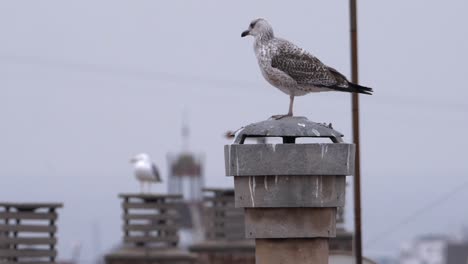 una gaviota encaramada en un tejado limpiando sus plumas en un día brumoso