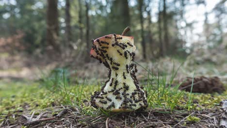 time lapse of ant colony eating apple, insect teamwork concept, zoom in