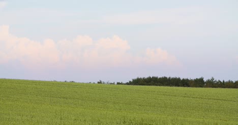 crops growing in farm against sky 2