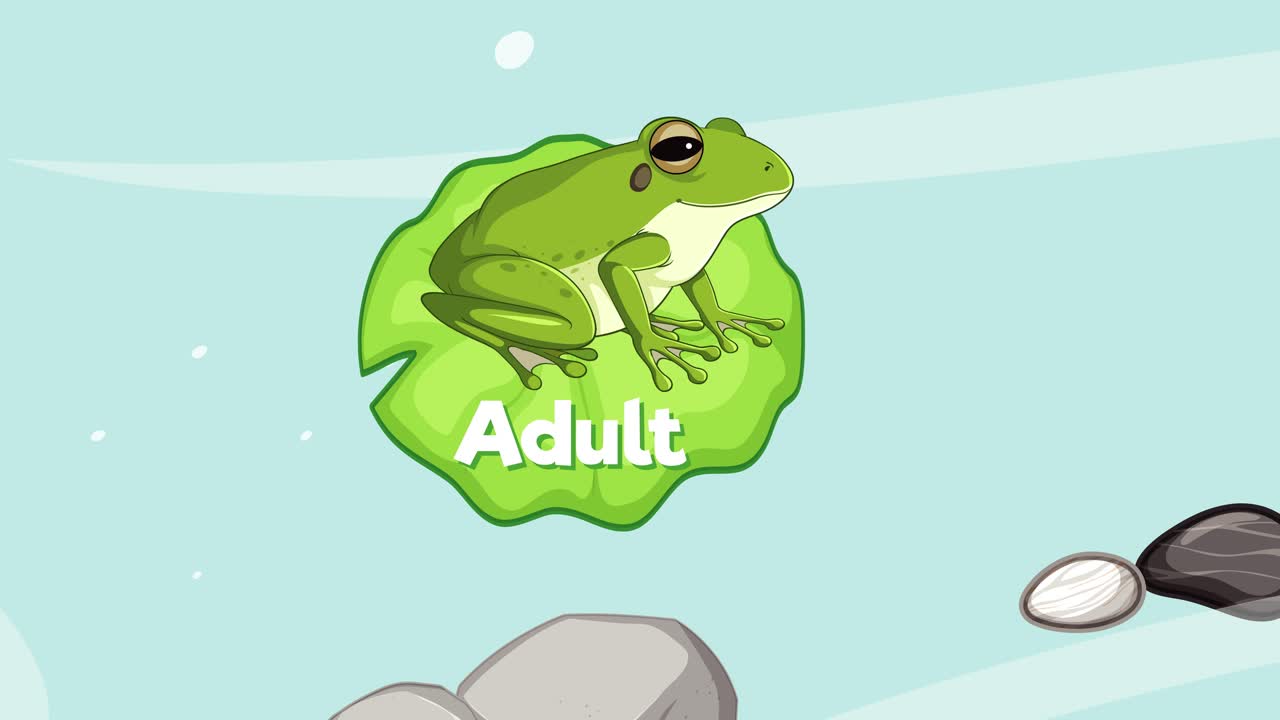개구리의 생애 단계에 대한 교육적 묘사입니다.