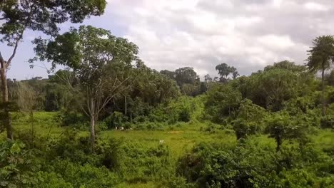 aerial drone view flying through the forest, in a african rainforest, on a cloudy day, in nanga eboko, haute-sanaga, southern cameroon