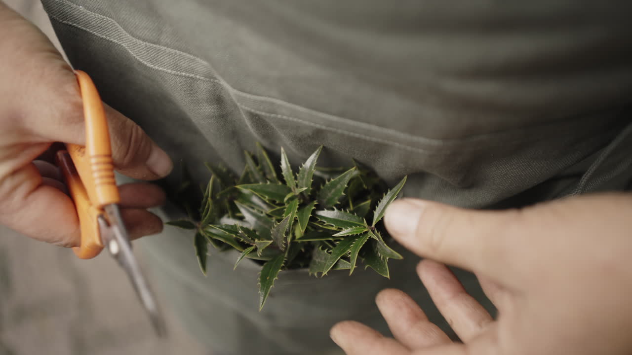 Pruning a small plant in an apron pocket