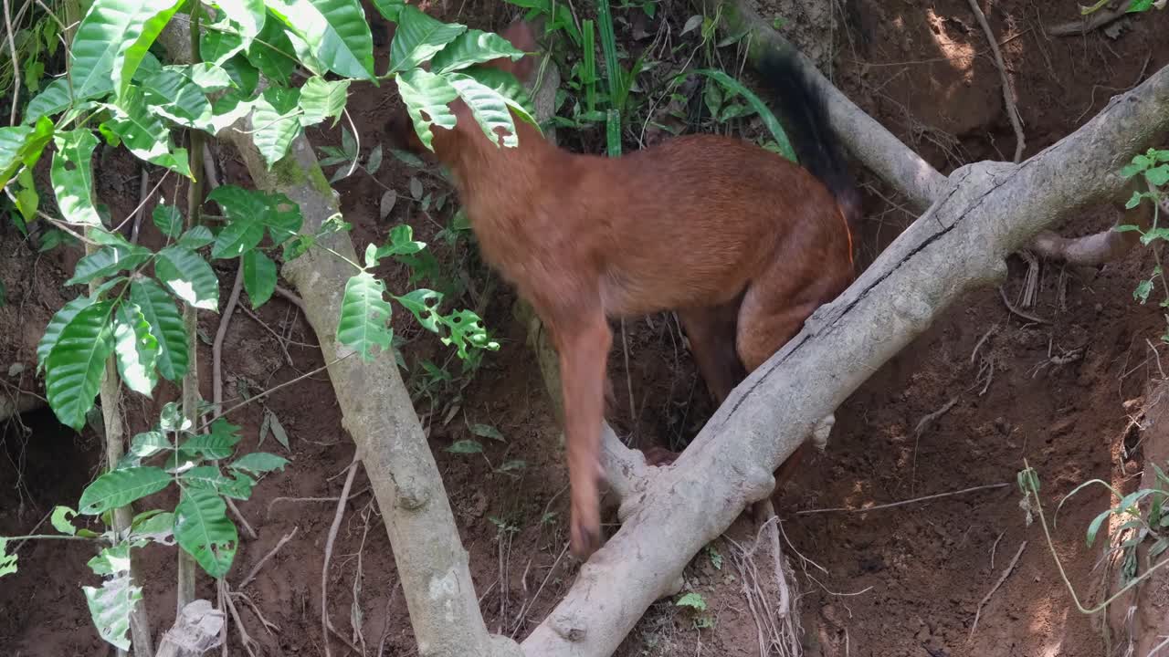 una filmación más cercana de este individuo en un árbol caído en la orilla de un río, salta para irse
