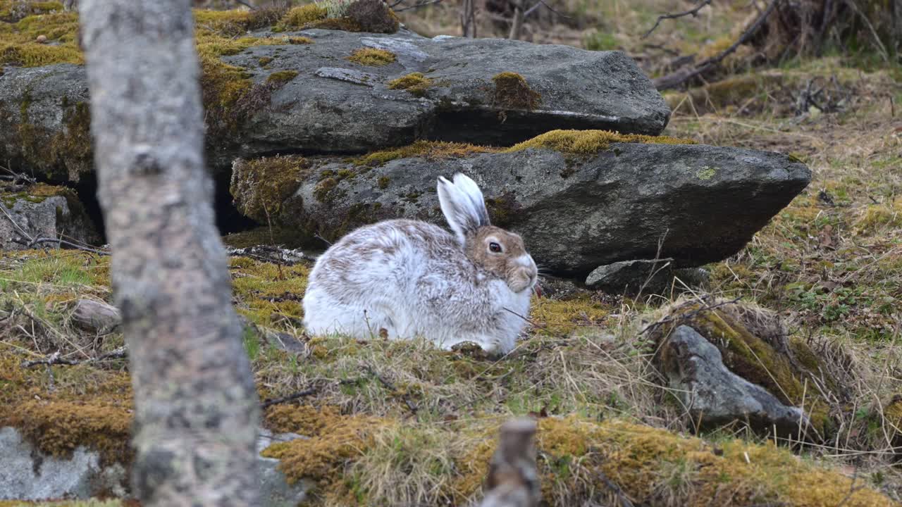 Handheld closeup of mountain hare sitting quietly among trees and rocks during seasonal coat change