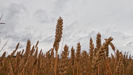 timelapse moving clouds over a field of golden wheat before rain storm