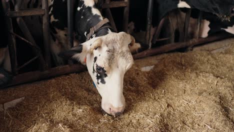 cow eating hay inside a barn during daytime in a rural farm setting